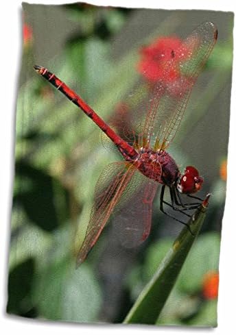 3drose црвен маж -обезмастеник или filecracker Dragonfly - крпи