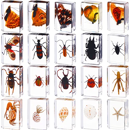 20 парчиња инсекти во грешки во смола зачувани примероци за собирање хартиени страни смола инсекти разни примероци од инсекти за