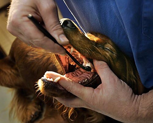 Комплетен стоматолошки комплет Petosan за кучиња со четка за заби, паста за заби и чистач за микрофибер, за мали кучиња до 14 фунти