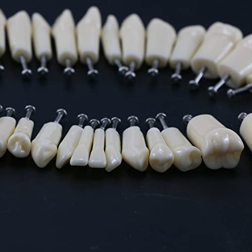 Стоматолошки типодонтски модел на заби симулација на образ Килгор Нисин 200 тип отстранливи заби 32 парчиња заби