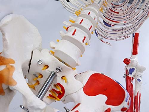 WLKQ насликан и нумериран пакет на анатомија на скелети, анатомски модел на човечки скелет, скелетен систем со големина на живот, вклучува прилагодлив