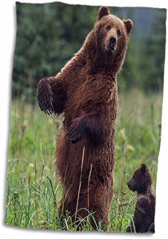 3drose Данита Делимонт - мечки - САД, југоисточна Алјаска, кафеава мечка и младенче. - крпи