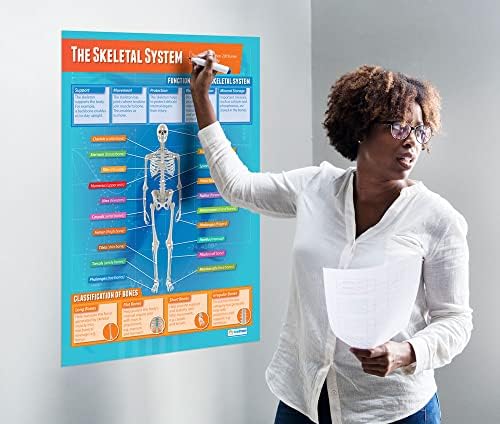 Едукација За соништа Скелетниот Систем | Јп Постери | Сјајна Хартија со димензии 33 х 23.5 | Графикони За Физичко Образование За Училницата |