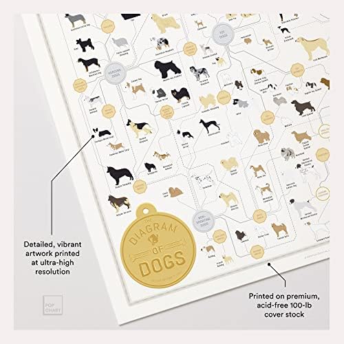 Поп -табела | Раси на постер за кучиња | 16 x 20 Уметнички принт | Дијаграм на секоја кучешка раса | Совршен kodубител на кучиња wallиден