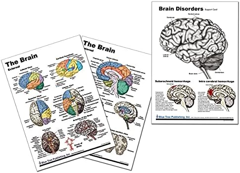 Табела за нарушување на мозокот, неврологија