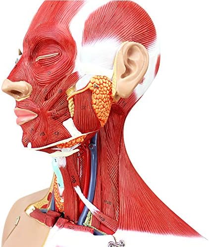 NACHEN 85cm човечко торзо модел на тело Анатомија Анатомски внатрешни органи модели Скелет за одвојување на мускулна анатомија