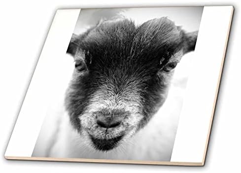 3дроза црно-бела макро фотографија од симпатичен портрет на коза за бебиња. - Плочки
