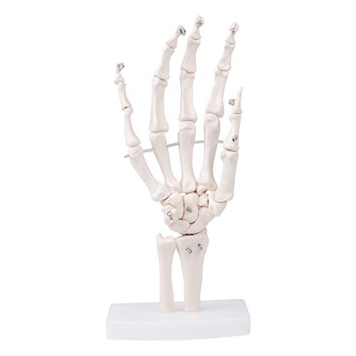 Модел на човечка коска на човекот на човекот, човечки скелет за рака, на база, коска на раката, големина на живот, артикулирана за демонстрација