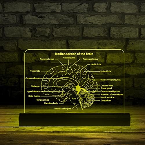 Гиковите Денови Дијаграм На Човечки Мозок 3Д Оптичка Илузија Лед Светилка Далечински Управувач ПОВЕЌЕБОЈНО УСБ Осветлување Среден