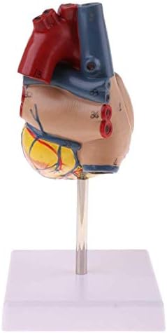 Model Model Model, Model Life Size Human AnaTomic Heart Model - Одвојување 2 делови - Орган Анатомија Училиште медицинско учење