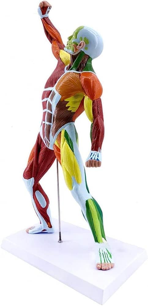 Шенганг Анатомски модел на човечки мускули - модели на човечка наука - одвојлив модел на човечки мускули со внатрешни органи - за студиски