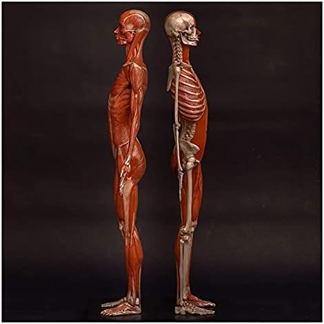 ПСВОД ТОРСО и МОДЕЛИ ЗА СКЕЛЕН АНАТОМИЧКИ, FEЕНЕРСКИ АНАТОМИЈА Слика човечко тело мускулно -скелетни анатомски модел на череп главата на