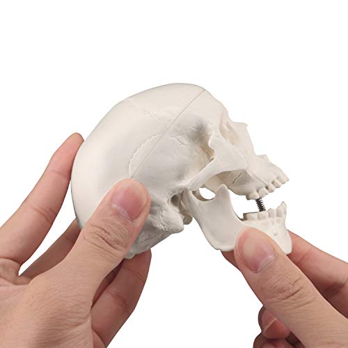 Модел на мини череп модел со мала големина човечка анатомија модел со движење на вилица и артикулиран мандибул за цртање медицинско