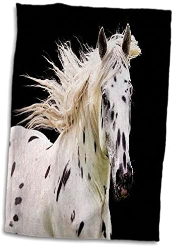 3дорозни животни од флорен - прекрасен коњ на Апалооза - крпи