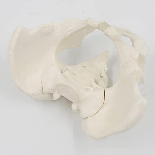 Модел на карлица модел мини човечки скелет модел Подвижен скелет анатомија модел на женски карлица модел за настава, презентација, образование
