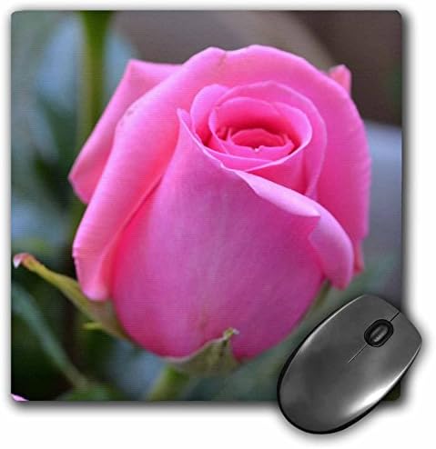3dRose доо 8 x 8 x 0.25 Инчи Глувчето Рампа, Розова Роза Цветни III