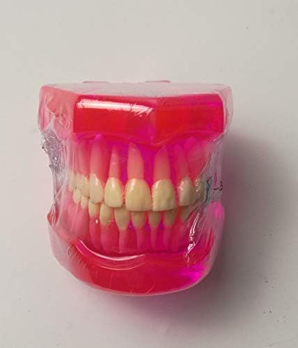Tjiris чисти заби модел стоматолошки лажни заби за настава и учење со 28 заби