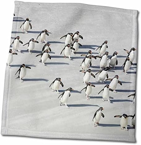 3Д Роуз Воздушна Од Рок Бункер Пингвини Кои Ја Преминуваат Влажната Плажа-Крпа За Раце На Антарктикот, 15 х 22
