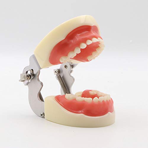 Модел на заби со 24 меки непцата рамка за вилица погодна за настава и истражување