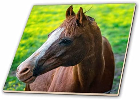 3дроуз Мајк Измама Фотографија-Животни - коњ портрет-Плочки