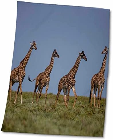 3drose Африка. Танзанија. Masai Giraffes во Ндуту, Серенџети НП. - крпи