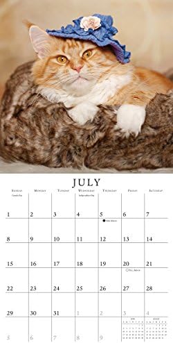 Мачки Во Капи 2018 Ѕид Календар