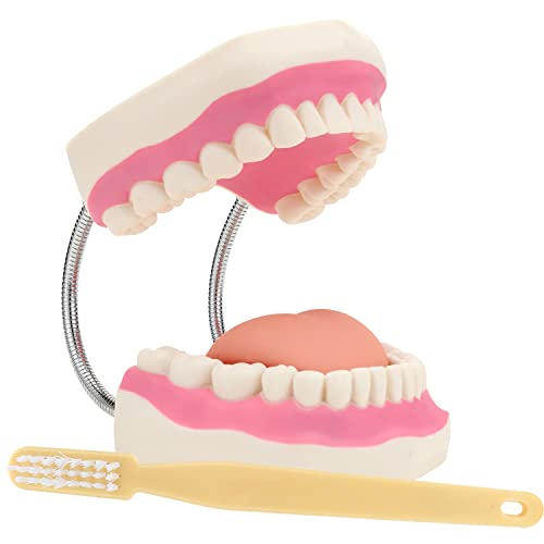Гигантски заби модел на демонстрација на заби со четка за заби, зголемен 6 пати стандарден модел на уста, модел на настава за протези