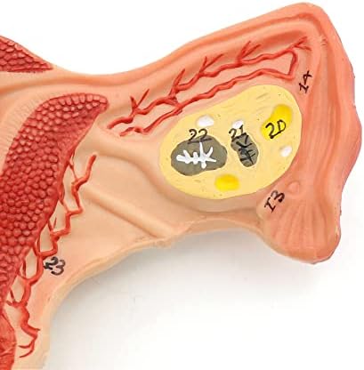 Анатомски модел на женска матка и јајници Анатомски модел Човечка медицинска анатомија Внатрешен генитален орган за настава