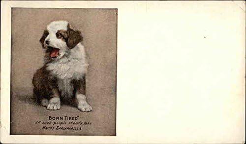 Гроздобер рекламна разгледница: Худ Сарспарила е родена уморна - рекламирање на проawевање на кученца