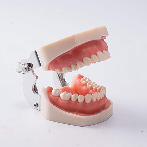 Snawop Dental Typodont Model со отстранливи заби Пародонтот реставративни процедури со мека гума за џвакање и шрафцигер за орална студија и