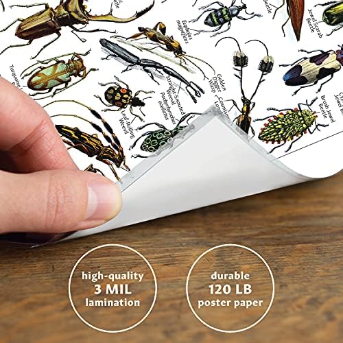 Учење на палас 4 пакет - Гроздобер печатење на постери за инсекти - Референтни графикони за идентификација на ентомологија Том 1, 2 и 3 и Артроподи